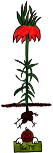 Die Kaiserkrone ist eine Pflanze zum Maulwurf bekämpfen