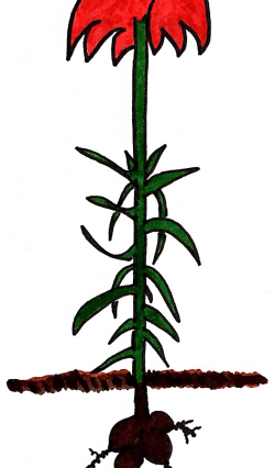 Die Kaiserkrone ist eine Pflanze zum Maulwurf bekämpfen